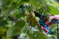 Thinning out apples of a apple tree in late spring. Royalty Free Stock Photo