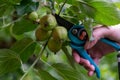 Thinning out apples of a apple tree in late spring Royalty Free Stock Photo