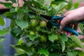 Thinning out apples of a apple tree in late spring. Royalty Free Stock Photo