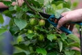 Thinning out apples of a apple tree in late spring. Royalty Free Stock Photo