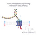 Third Generation Sequencing Nanopore Sequencing scientific vector illustration