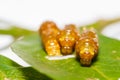 Third instar caterpillar of banded swallowtail butterfly