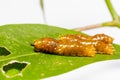 Third instar caterpillar of banded swallowtail butterfly