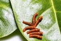 Third instar caterpillar of banded swallowtail butterfly