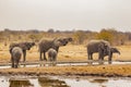 Thirsty African Bush Elephant Cows and Calves Drinking