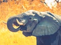 Thirsty african elephant at waterhole