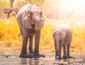 Thirsty african elephants drinking water at waterhole. Moremi Game Reserve, Okavango Region, Botswana Royalty Free Stock Photo