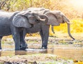 Thirsty african elephants drinking at waterhole