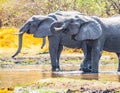 Thirsty african elephants drinking water at waterhole. Moremi Game Reserve, Okavango Region, Botswana