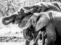 Thirsty african elephants at waterhole