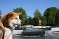 Thirsty puppy in front of public fountain