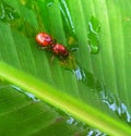 Thirsty ant Royalty Free Stock Photo