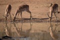 Thirsty antelopes drinking water from the lake