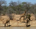 Thirsty baby giraffes drinking water Royalty Free Stock Photo