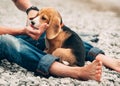 Thirsty beagle puppy drinks water from his owner hands