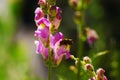 Thirsty Bee Royalty Free Stock Photo