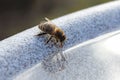 A thirsty bee is drinking from a water bowl Royalty Free Stock Photo