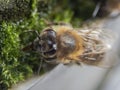 honebee having a drink Royalty Free Stock Photo