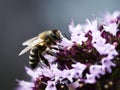 Thirsty bee on oregano blossom Royalty Free Stock Photo