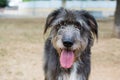 THIRSTY BLACK DOG STICKING OUT TONGUE ON SUMMER HEAT Royalty Free Stock Photo