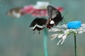 Thirsty butterfly Royalty Free Stock Photo