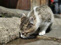 A thirsty cat, it looks like it was a childhood