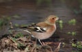 Thirsty Chaffinch