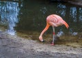 Thirsty chilean flamingo drinking some water out of the lake, portrait of a near threatened tropical bird from America Royalty Free Stock Photo