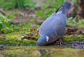 Nice Common Wood Pigeon Drinks Water At The Forest Puddle Without Lifting Its Head