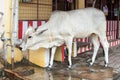 Thirsty animal drinking water from tap