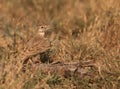 A thirsty Crested Lark