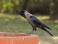 Thirsty crow