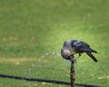 A thirsty crow drinking water