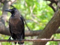 The thirsty Crow sitting on a Branch