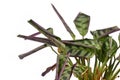 Thirsty `Ctenanthe Burle Marxii` house plant with rolled up and crispy leaves