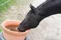 Thirsty dark brown horse drinking water from a bucket Royalty Free Stock Photo