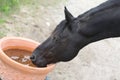 Thirsty dark brown horse drinking water from a bucket Royalty Free Stock Photo