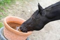 Thirsty dark brown horse drinking water from a bucket Royalty Free Stock Photo