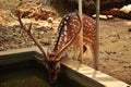 Thirsty Deer