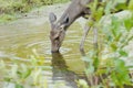 Thirsty deer is drinking water