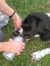 Thirsty dog Royalty Free Stock Photo