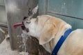 Thirsty dog drinking from water faucet