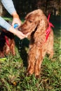 Thirsty dog Royalty Free Stock Photo