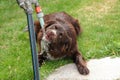 Funny thirsty dog drinking water Royalty Free Stock Photo