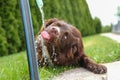 Funny thirsty dog drinking water