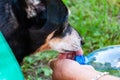 Thirsty dog drinking water outdoor. Dog pet drink water from hands. Hot summer day. Puppy feel thirsty in summer. Dog thirst at Royalty Free Stock Photo