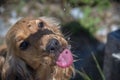 Thirsty Dog puppy cocker spaniel drinking water drops