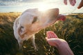 Thirsty dog at sunset Royalty Free Stock Photo