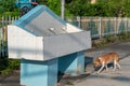 A thirsty dog wandering in search of water in the scorching heat of summer Royalty Free Stock Photo