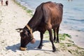 Thirsty domestic farm red black cow walking on sea beach drinking water among people and dogs